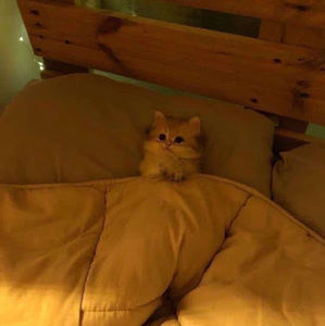 Meet your Posher, Eli